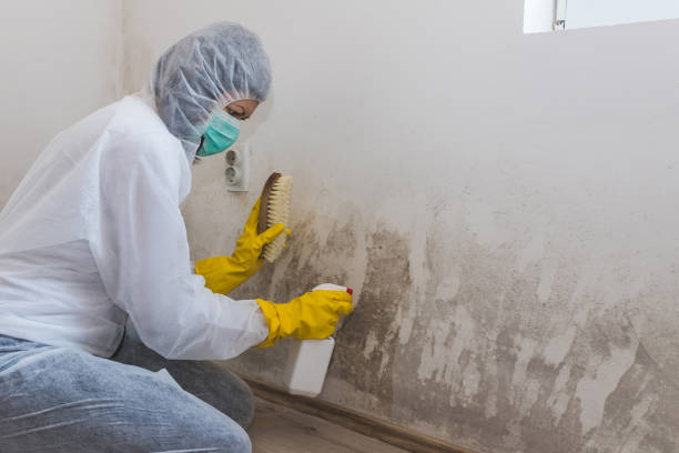 Best Post-Flood Mold Remediation in Millport, AL