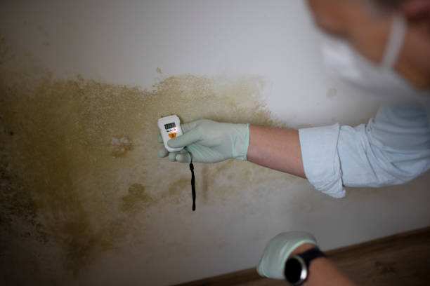 Best Post-Remediation Services in Millport, AL