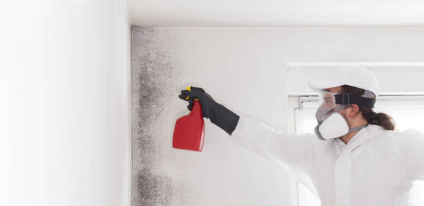 Best Preventive Mold Services in Millport, AL