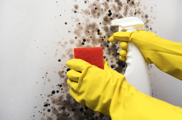 Best DIY Mold Remediation Support Services in Millport, AL